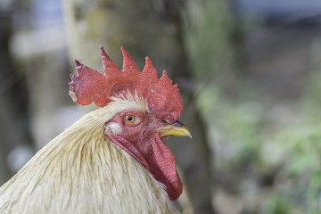 The face side of the Rooster