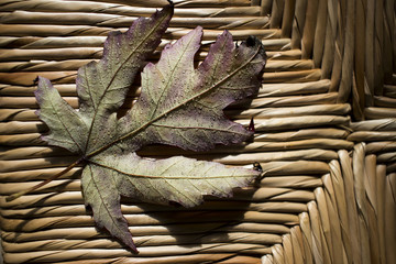 Autumn leaf
