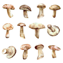 Set of watercolor mushrooms for your design.