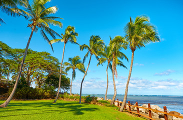 Obraz premium The shadow of the palm trees on the sand beach in Fiji