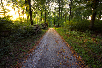 Wenn die Sonne den Wald durchkreuzt