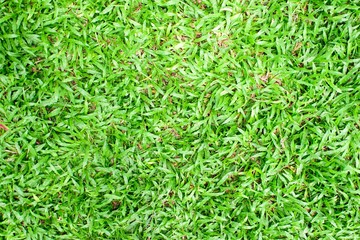Beijing grass texture background