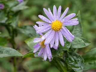 Obraz premium Michaelmas daisy flowers after rain.