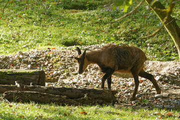 Pyrenean chamois