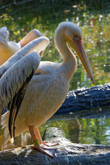 Great White Pelicans