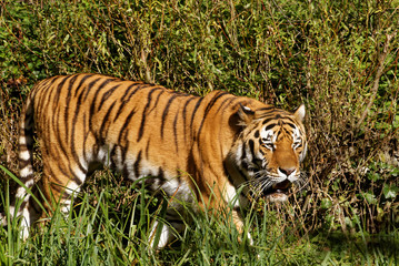 Fototapeta na wymiar Siberian tiger