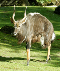 Male nyala