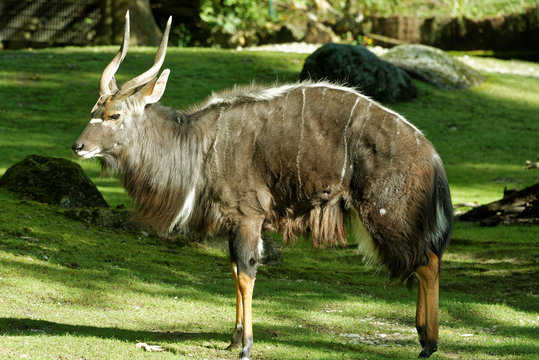 Male nyala