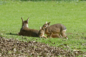 Patagonian mara