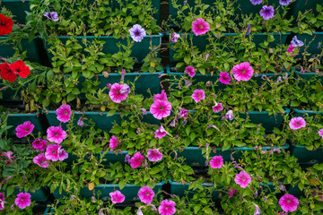 rose of sharon in garden