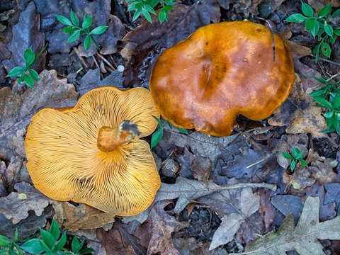 Omphalotus olearius aka Jack o'lantern mushroom.