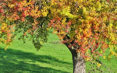 Birnbaum im Herbst