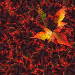 seamless background pattern texture made of maple leaves