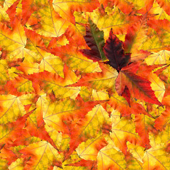 seamless background pattern texture made of maple leaves