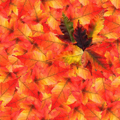 Naklejka na ściany i meble seamless background pattern texture made of maple leaves