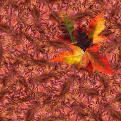Fototapeta na wymiar seamless background pattern texture made of maple leaves