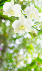 Fototapeta na wymiar white orchid in the garden background with bokeh style