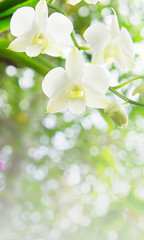 white orchid  in the garden background with bokeh style