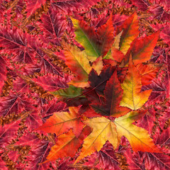 seamless background pattern texture made of maple leaves