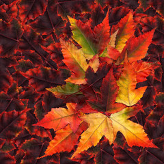 seamless background pattern texture made of maple leaves