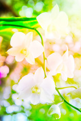 white orchid  in the garden background with bokeh style