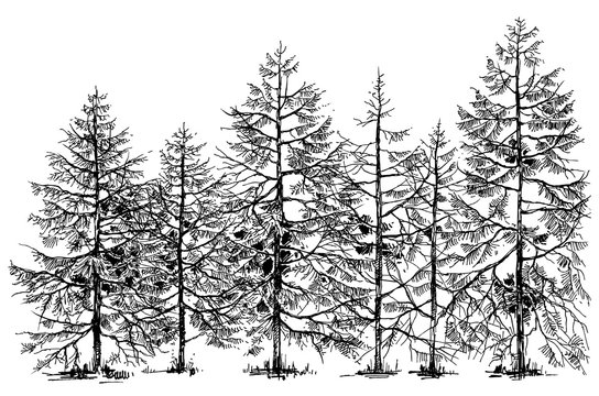 Pine forest hand drawn border
