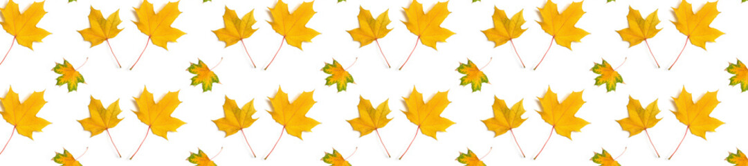  panorama  pattern maple leaf yellow  autumn