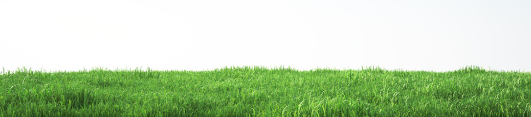 Fototapeta premium Pole miękkiej trawy, widok perspektywiczny z bliska