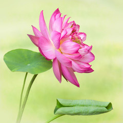 Lotus Nelumbo Elite Red