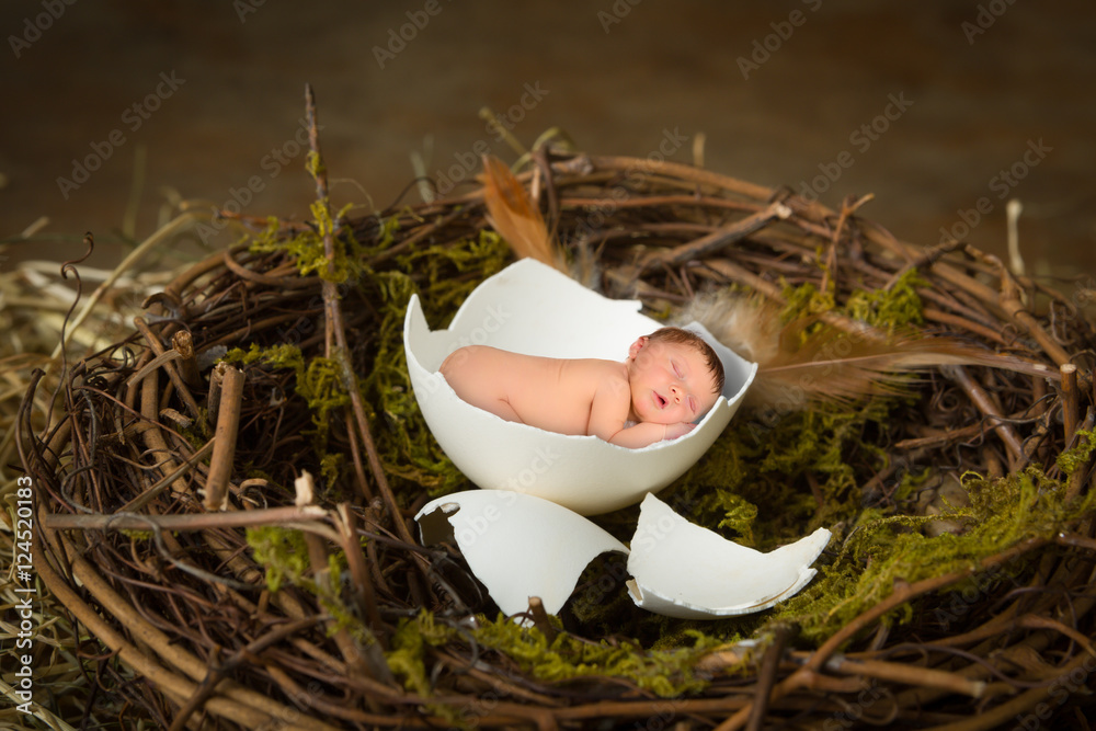 Wall mural Newborn baby in bird's egg