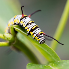 Monarch Caterpillar
