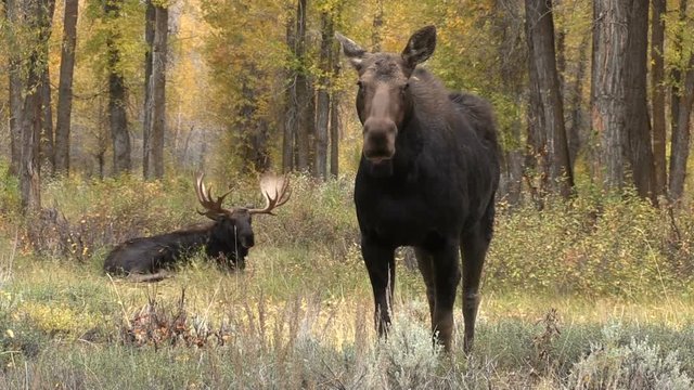 Bull and Cow Moose in Rut