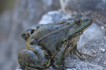 Obraz premium Dark green spotted frog sitting on a stone, picture from Island Brac in Croatia.