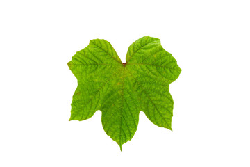 Green leaf on white background.