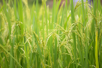 rice field