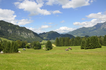 Fototapeta premium Bergwiese in den Alpen