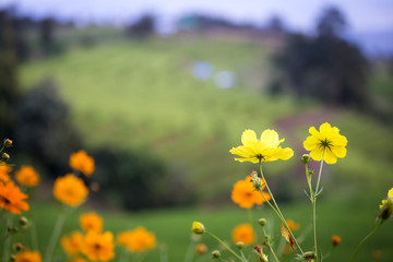 Obraz premium cosmos flower in field