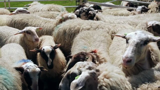 A flock of sheep inside a fence