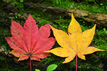 紅葉した落ち葉　黄色いモミジと赤いコハウチワカエデ