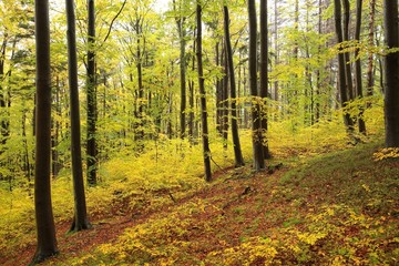 Autumn beech forest