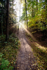 Obraz premium Herbstwald