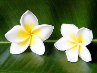 Or Yehuda Two Frangipani Flowers 2010