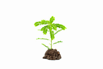 Small young green plant on white background