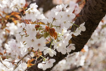 御室桜