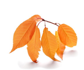 bright autumn leaf, twig isolated on white