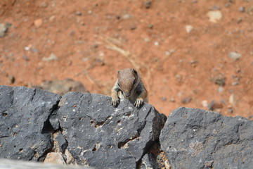 &Eacute;cureuil escalade un mur