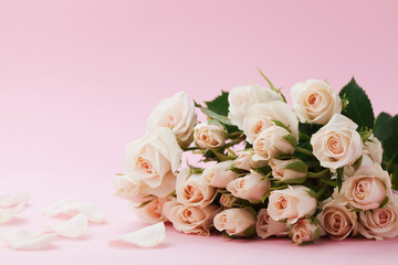 Rose flower on pastel pink background. Beautiful greeting card. Copy space for text.