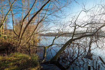 Dead Wood in Nature Reserve at Lake Born