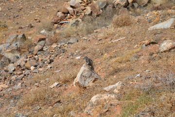 &Eacute;cureuil percher sur une pierre