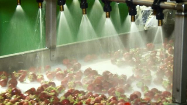 Organic Farm Product Processing. Washing Strawberries. Water Shower Pouring on Moving on Conveyer Red Berries. Wide Shot
